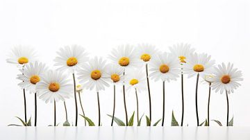 Marguerites alignées les unes à côté des autres sur Vlindertuin Art