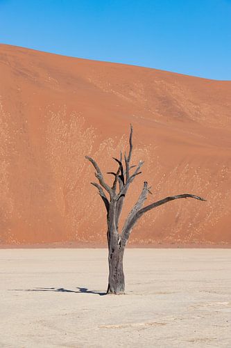 Deadvlei 4