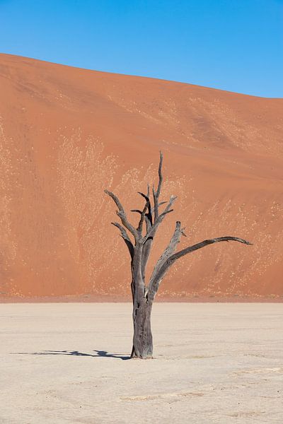 Deadvlei 4 par Albert Mendelewski
