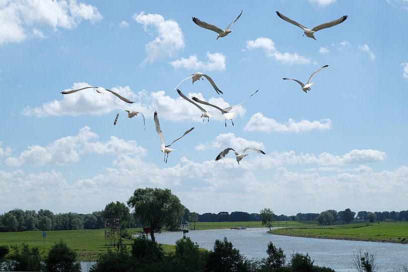 Möwenflug van Edgar Schermaul