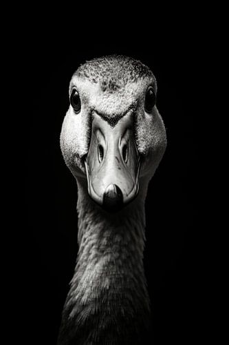 Gans