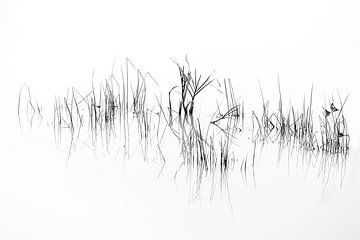 Gras in het bos van Ingrid Van Damme fotografie