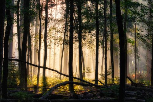 Licht in het donkere bos