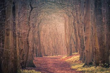 Mysteriöser Wald von Roland van Tilborg