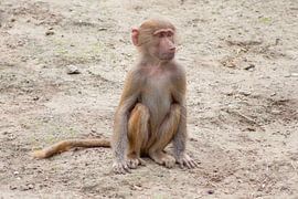 baby aapje by marijke servaes