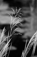 Grasses in nature