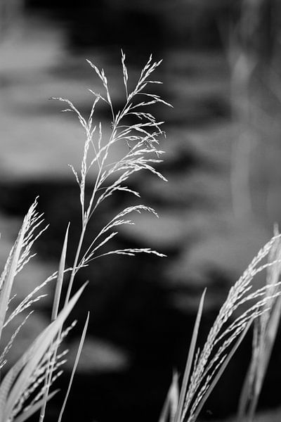 Les herbes dans la nature par Tot Kijk Fotografie: natuur aan de muur