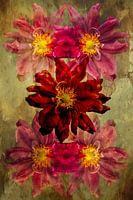 Anemone Harmony - Floral art