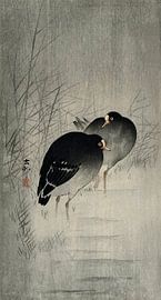 Ohara Koson – Moorhens Among Reeds (1900–1930) | Vintage Japanese Woodblock Print by Timeless Artworks