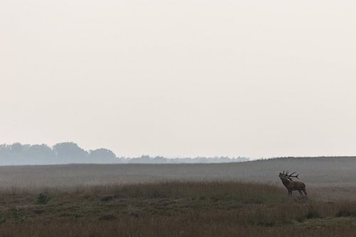 Red deer during the rut by Arnold van Leeuwen