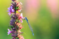 Watersnuffel met roze lupine van Dennis van de Water thumbnail