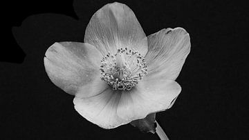 Blume Helleborus von Cobi de Jong