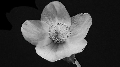 flower Helleborus by Cobi de Jong