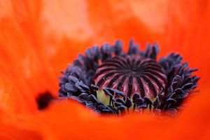 Cœur de coquelicot sur Jeroen Gutte