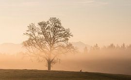 Promenade matinale sur Anselm Ziegler Photography