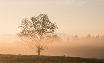Ochtendwandeling van Anselm Ziegler Photography