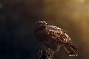 Roofvogel de buizerd van Björn van den Berg