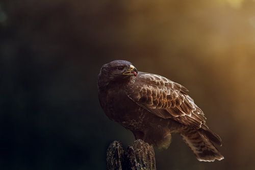 Raptor the buzzard by Björn van den Berg