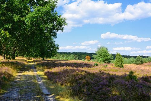 In de Lüneburger Heide