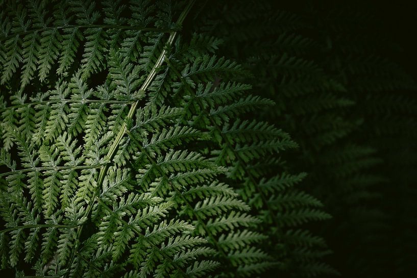 Forest Veathers - Minimalist Botanical Fern Print by Marika Huisman fotografie