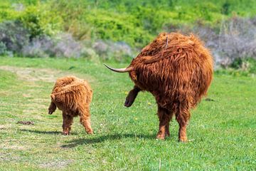 Schotse hooglanders als grote grazers in Nederland van Merijn Loch