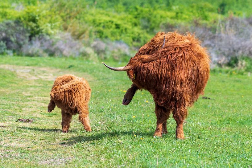 Scottish highlanders as large grazers in the Netherlands by Merijn Loch