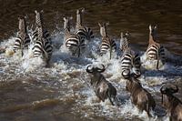 Zebra Crossing