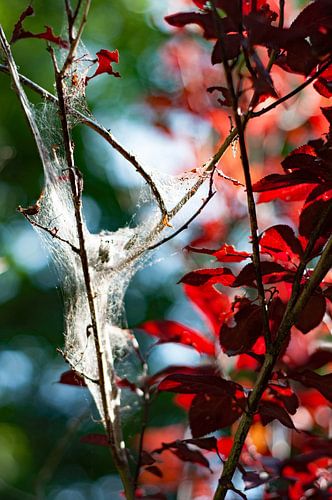 spiritual reds, blues and greens & a little silk angel