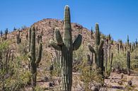 Désert d'ARIZONA  par Melanie Viola Aperçu