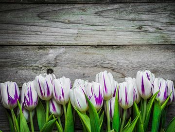 wit-paarse tulpen voor een witte achtergrond van BeeldigBeeld Food & Lifestyle