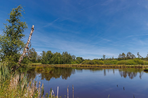 Le calme dans le Schwenninger Moos