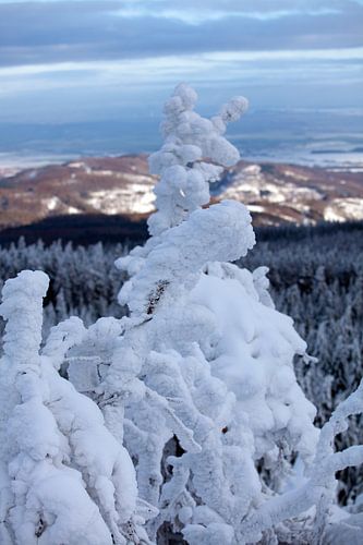 View from the Leistenklippe (Harz)