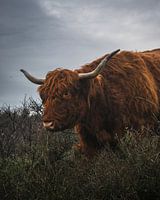Schotse hooglander op een bewolkte dag