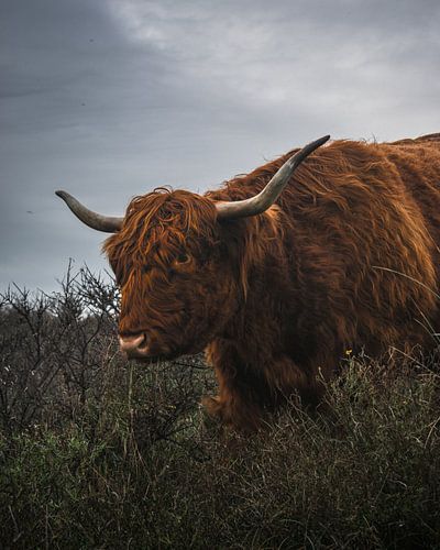 Schotse hooglander op een bewolkte dag