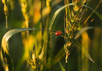 Ladybug on a branch by Pauline Paul