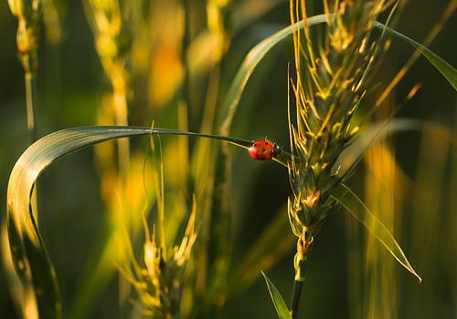 Ladybug on a branch