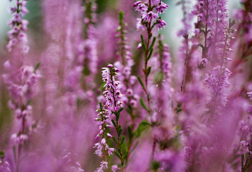 Purple Mist by Laura Krol