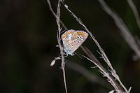 Brown Blue - Aricia Agestis 1