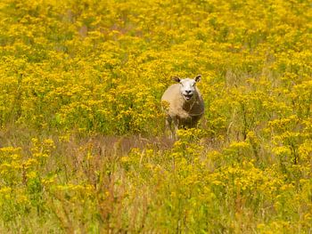 Schaap tussen de gele bloemen
