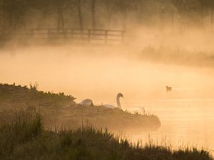 Cygne dans un paysage de polders