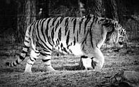 Tiger black/white.