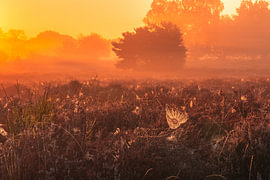 Un matin d'été indien dans la lande sur Norman van der Geer