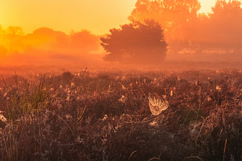 Un matin d'été indien dans la lande