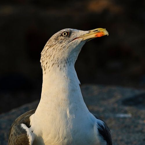 Sea gull