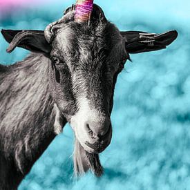 Einhornziege von Stephan Zaun