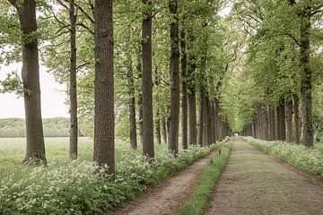 Laan op Landgoed Oldenaller te Putten (horizontaal) van Mayra Fotografie