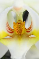 Wild Orchid