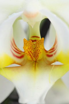 Wild Orchid by Mark de Vries