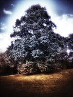Baum in Doppelbelichtung