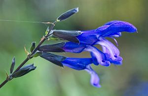 Schwarzer und blauer Anis-Salbei